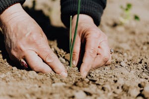 Ground level of unrecognizable female gardener planting green sprout in soil while working on plantation